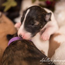 Silken Windhound Puppies from Amethyst Silken Windhounds