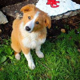 English Shepherd Puppies from Town & Country English Shepherds