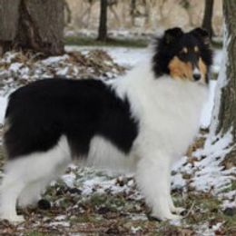 Rhythm - Collie