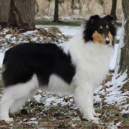 Rhythm - Collie