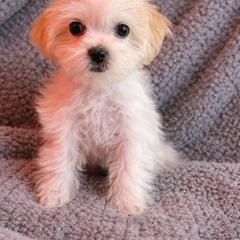 Red collar - Gold and white female Shorkie puppy in Staten Island, New York from Sensational Shorkies