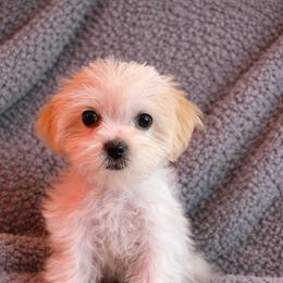 Red collar - Gold and white female Shorkie puppy in Staten Island, New York from Sensational Shorkies