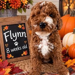 Flynn - Red  male Goldendoodle puppy in Idabel, Oklahoma from Kay Kay’s Poodles & Doodles