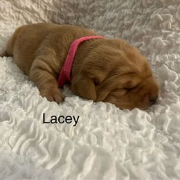 Lacey - Yellow female Labrador Retriever puppy in Princess Anne, Maryland from Little Farm