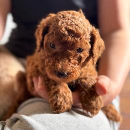 Portia - Red  female Poodle puppy in Dayton, Washington from Country Sundance Poodles
