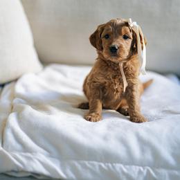 Light pink - Mulan - Red  female Goldendoodle puppy in Duncan, South Carolina from Abner Creek Poodles & Doodles