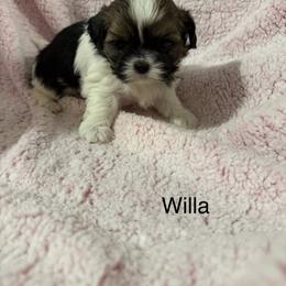 Willa - Black gold and white female Shih Tzu puppy in Jasper, Indiana from Jacob’s Spoiled Shih Tzu