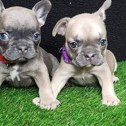 French Bulldogs from Chary's Elite Frenchies