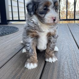 Angie - Tri-color female Bernedoodle puppy in Holtwood, Pennsylvania from Country Ridge Puppies