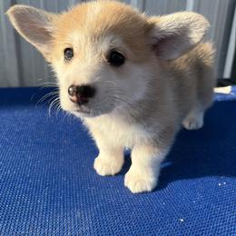 Burgundy Collar Female - Red female Pembroke Welsh Corgi puppy in Victoria, Texas from Clear Creek Corgis