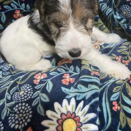 Quinn - White black and tan male Wire Fox Terrier puppy in Antioch, Illinois from Cavcor Foxies