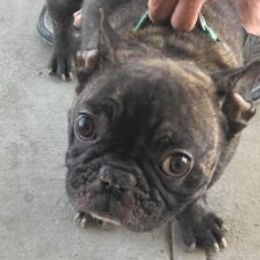 Bullmastiffs and French Bulldogs from Misfit Kennels