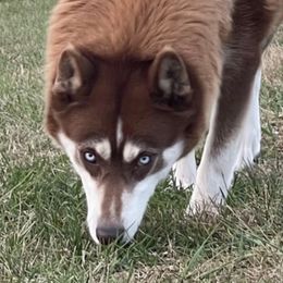 Cinnamon - Siberian Husky
