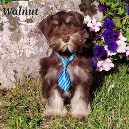 Walnut - Miniature Schnauzer puppy in Vernal, Utah from High Uinta Schnauzers