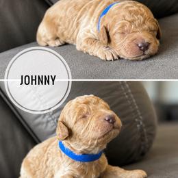 Johnny - Apricot male Golden Aussiedoodle puppy in Hyrum, Utah from Goldendoodledoo Farms