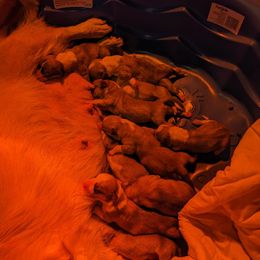 Pembroke Welsh Corgi Puppies from Jersey Shore Corgis