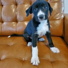 Xoloitzcuintli Puppies from Xoloitzcuintli Companions