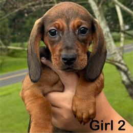 Red Girl - Red female Dachshund puppy in Hickory, Kentucky from NanoDachs