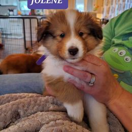 Shetland Sheepdog Puppies from Armitage Shetland Sheepdogs