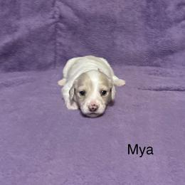 Dachshund Puppies from Lady Maye Dachshund's