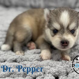 Dr. Pepper - Silver male Pomsky puppy in Eastman, Georgia from Once Upon A Pomsky