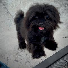 Jack - Black male Mi-Ki puppy in Fort Myers Beach, Florida from Sunshine Mi-Ki's