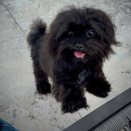 Jack - Black male Mi-Ki puppy in Fort Myers Beach, Florida from Sunshine Mi-Ki's