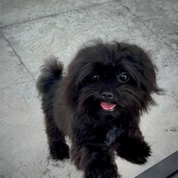 Jack - Black male Mi-Ki puppy in Fort Myers Beach, Florida from Sunshine Mi-Ki's