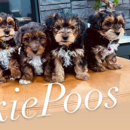 Bernedoodles, Poodles, and Yorkipoos from Anchor Dogs