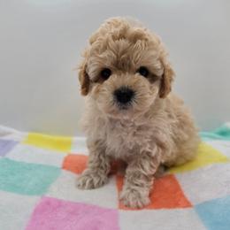 Jasper - Cream male Poodle puppy in Kannapolis, North Carolina from Carolina Great Danes & Toy Poodles