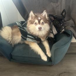 Pomsky Puppies from Pomskies By L&M