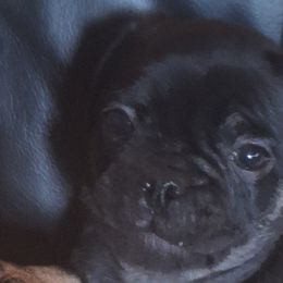 Pugs from McNulty La Bouji