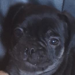 Pugs from McNulty La Bouji
