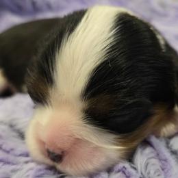 Tri Boy 1 - Tri-color male Cavalier King Charles Spaniel puppy in Meridian, Idaho from Reflection Cavaliers