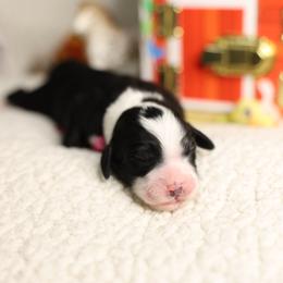Cow - Black and white female Bernedoodle puppy in Seffner, Florida from TOP NOTCH PUPS- BERNEDOODLE BREEDER