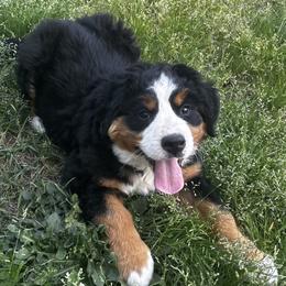 Bernese Mountain Dog puppies from Willow Springs Doodles