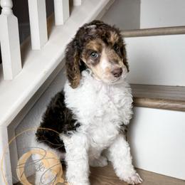 Dottie - Parti female Poodle puppy in Murrieta, California from Apricot Poodles & Goldendoodles, LLC