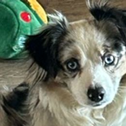 Aussiedoodles, Miniature Australian Shepherds, Poodles, and Toy Australian Shepherds from Paws of Color