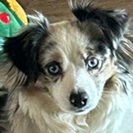 Aussiedoodles, Miniature Australian Shepherds, Poodles, and Toy Australian Shepherds from Paws of Color
