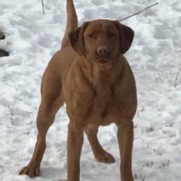 Oakley - Yellow female Labrador Retriever puppy in Worland, Wyoming from Wind River Labrador’s