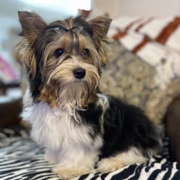 Biewer Terrier Puppies from Southern Star Biewers
