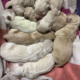 Girl 3 - Golden female Golden Retriever puppy in Tonasket, Washington from Denzil’s Goldens