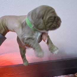 Green - Red and white female Cocker Spaniel puppy in Justin, Texas from Flud Farm Cocker Spaniels