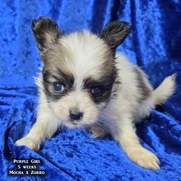 AKC Purple Girl - White and sable female Papillon puppy in Cadiz, Kentucky from Tiny Treasures Papillons
