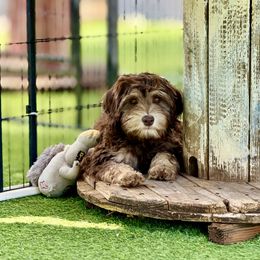 Luna - Chocolate female Australian Labradoodle puppy in Anderson, California from Shaggy Doodles