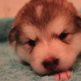 Alaskan Malamute Puppies from Sequoia Timber Malamutes