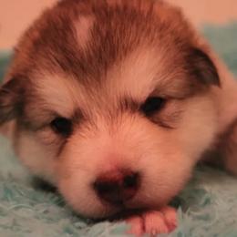 Alaskan Malamute Puppies from Sequoia Timber Malamutes