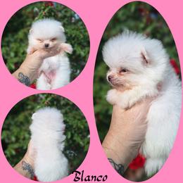 Blanco - White female Pomeranian puppy in Oologah, Oklahoma from GG's Pomeranians