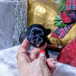Twinkles - Black and white female Chihuahua puppy in Redding, California from Akc ivy league chihuahua .  Com