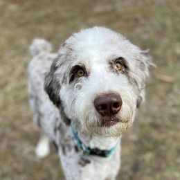 Aussiedoodles from C3pups